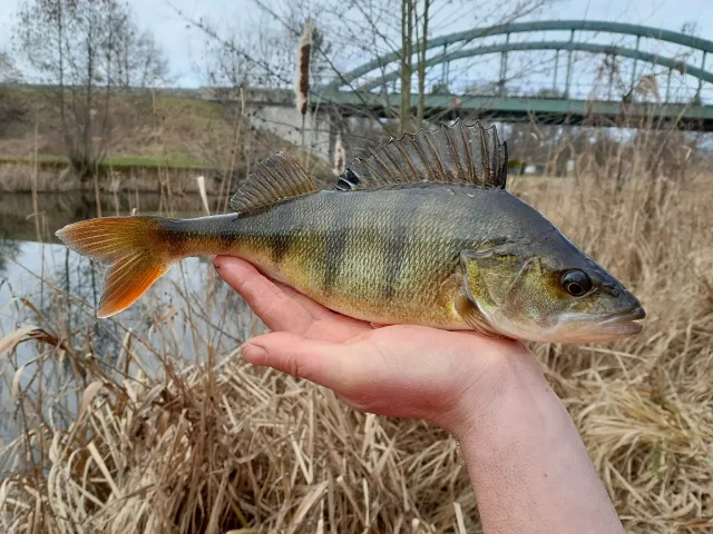 Flussbarsch