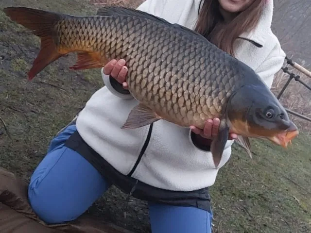 Karpfen