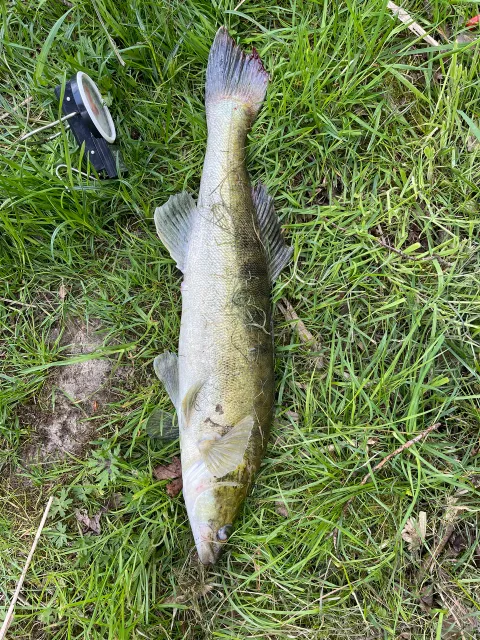 Zander