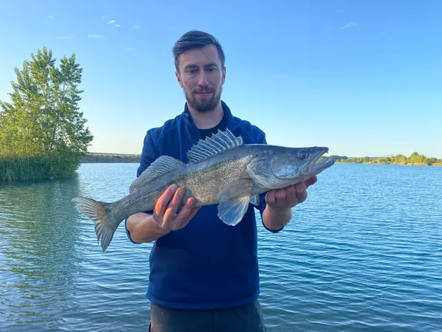 Zander