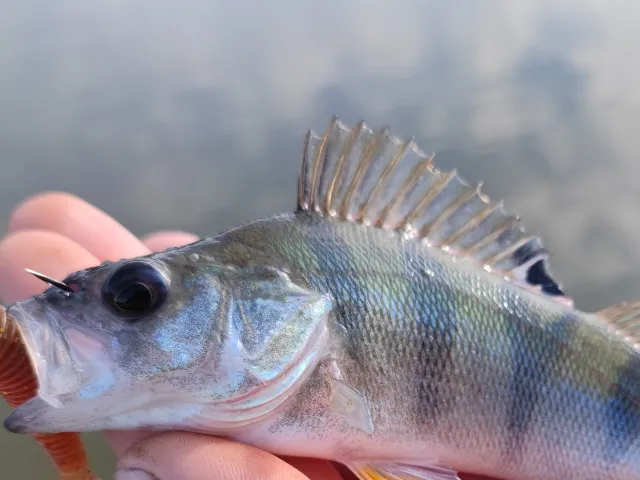 Flussbarsch