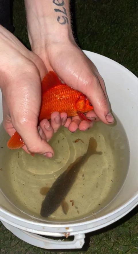 Goldfisch