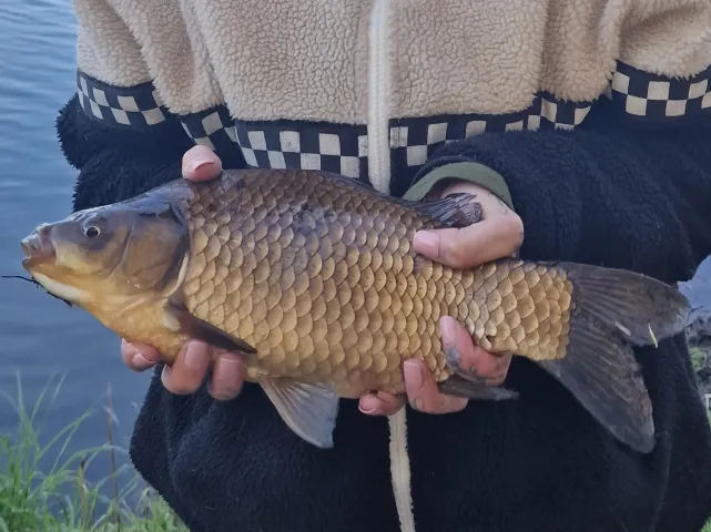 Giebel