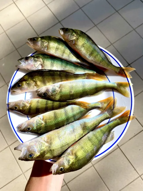 Flussbarsch