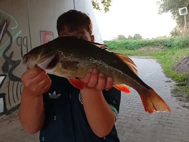 Flussbarsch