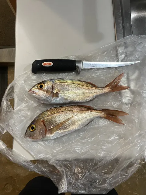 Dorade
