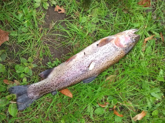 Regenbogenforelle