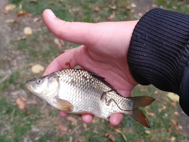 Karausche