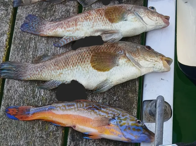 Lippfisch
