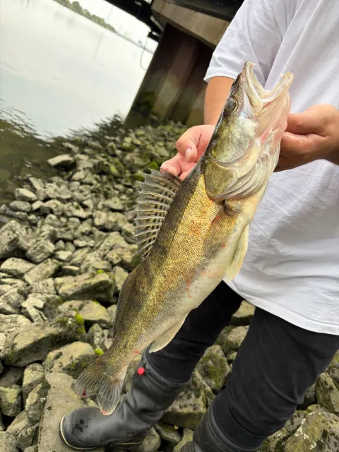 Zander