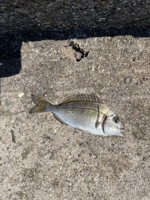 Dorade