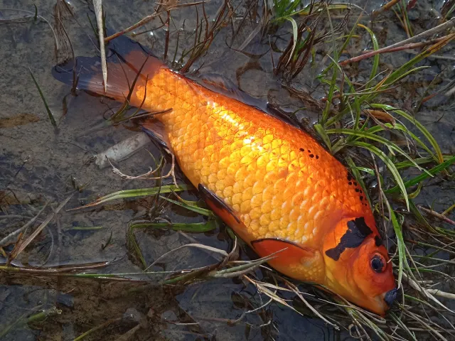 Goldfisch