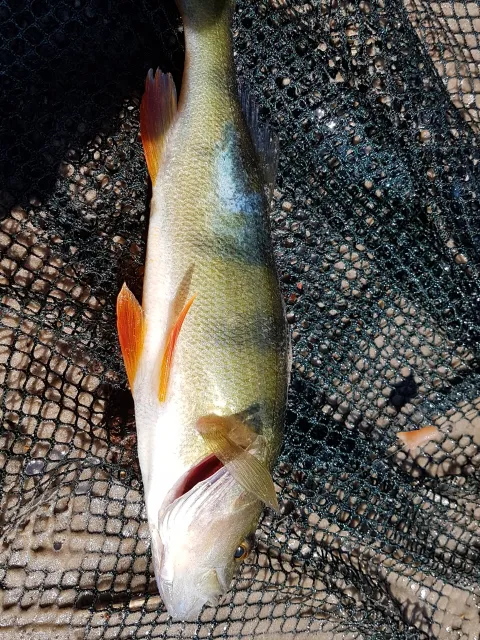 Flussbarsch