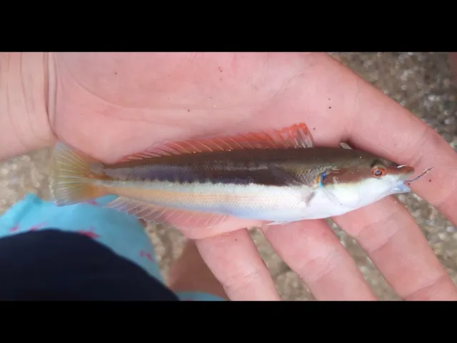 Lippfisch