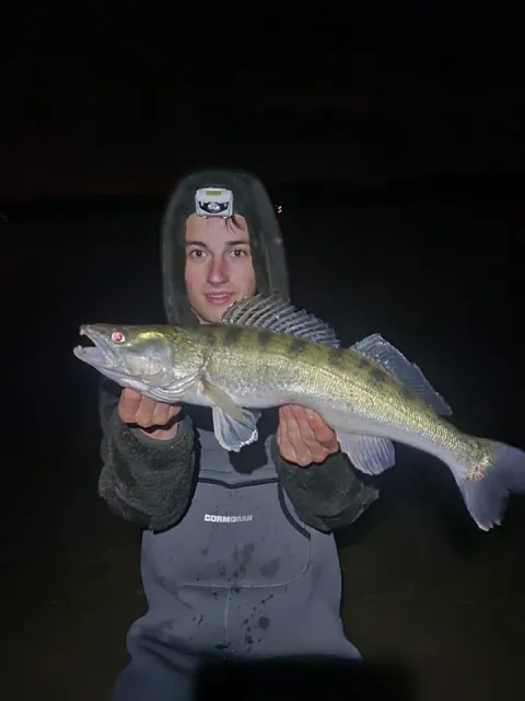 Zander