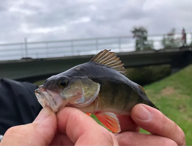 Flussbarsch