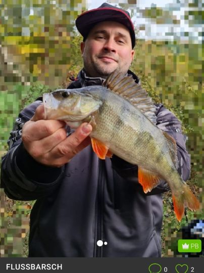 Flussbarsch