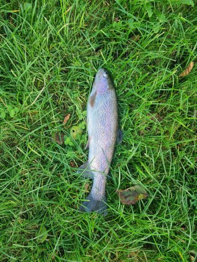 Regenbogenforelle