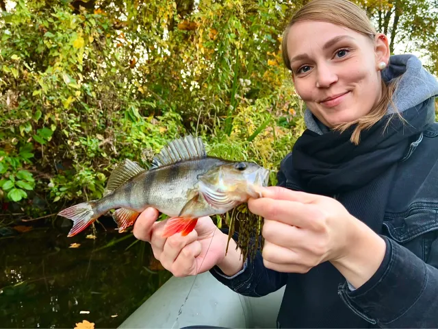 Flussbarsch