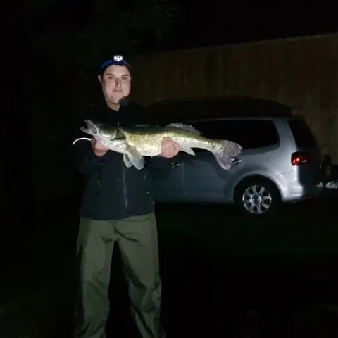 Zander