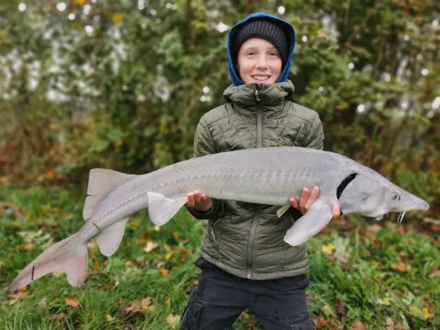 Stör