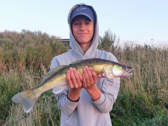 Zander