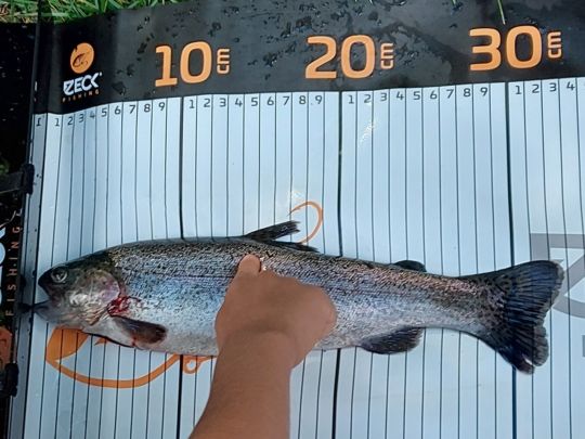 Fischzucht Rhönforelle (Gersfeld) | ALLE ANGELN