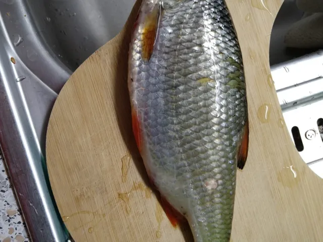 Rotauge