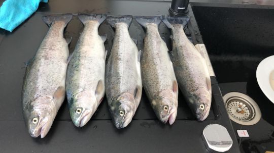 Regenbogenforelle
