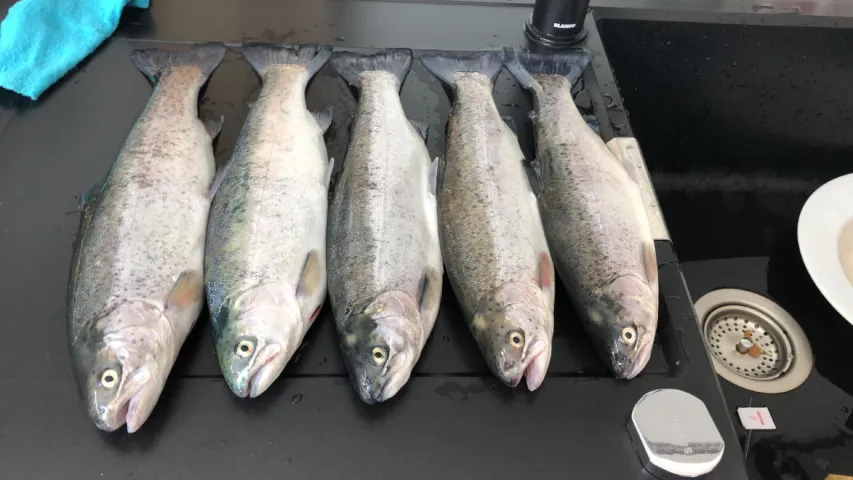 Regenbogenforelle
