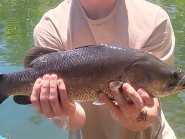 Barramundi