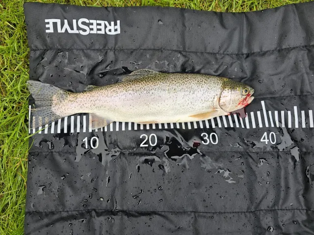 Regenbogenforelle