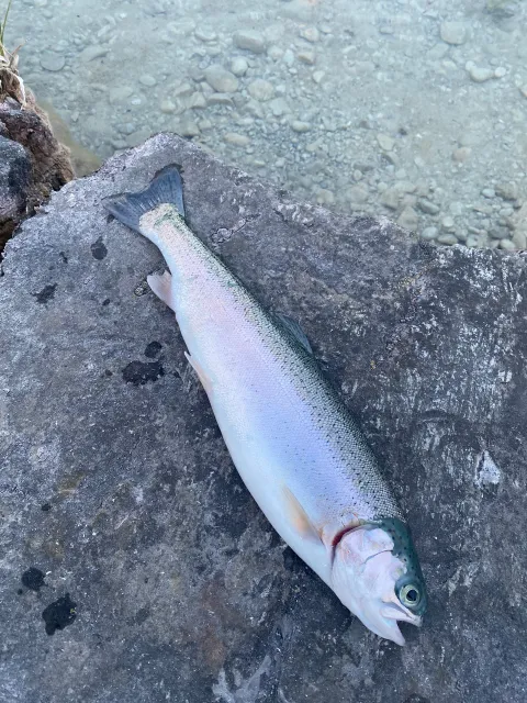 Regenbogenforelle