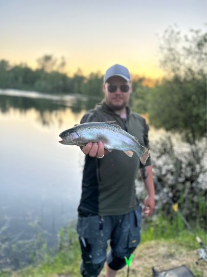Regenbogenforelle