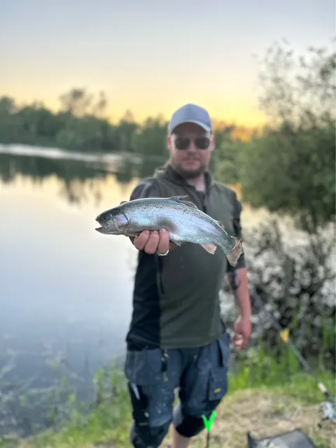 Regenbogenforelle