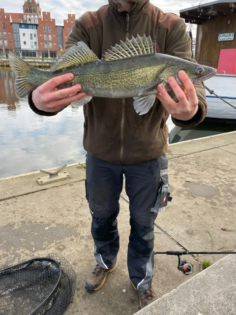 Zander