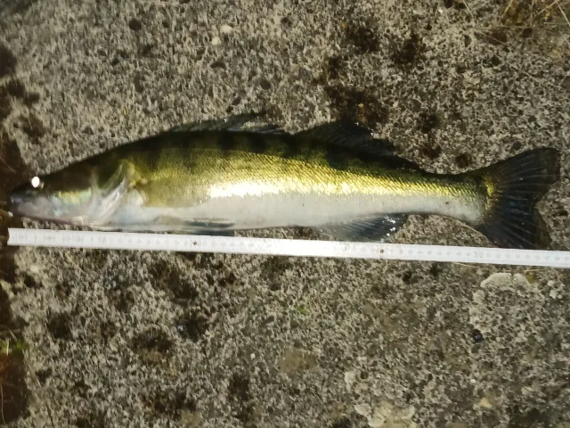 Zander