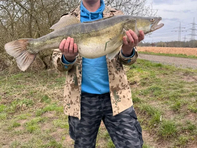 Zander
