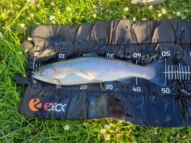 Regenbogenforelle