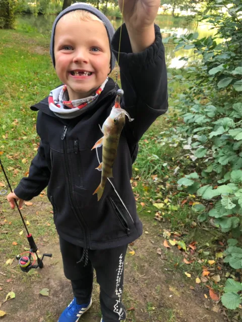 Flussbarsch