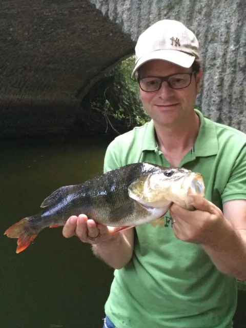 Flussbarsch