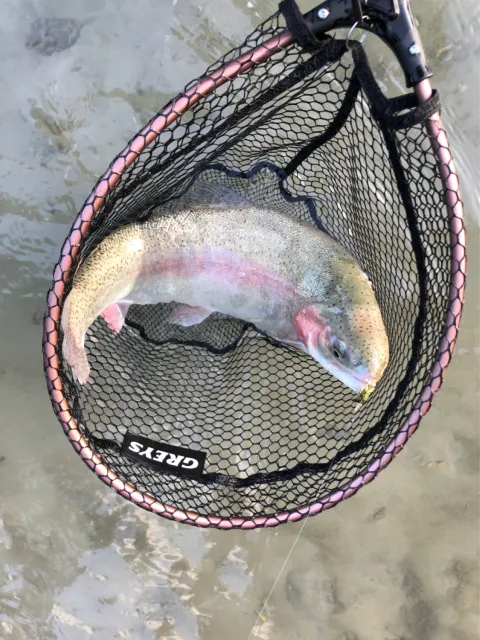 Regenbogenforelle