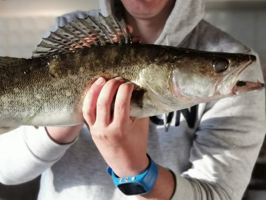 Zander