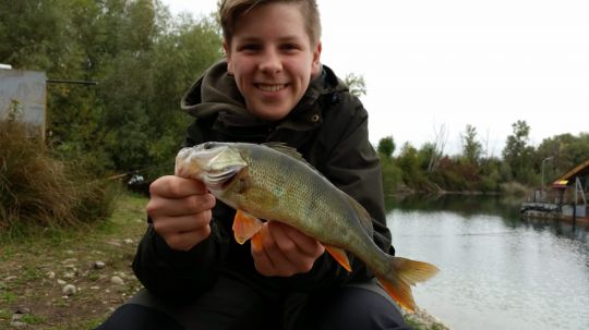 Flussbarsch