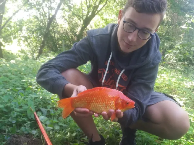 Goldfisch