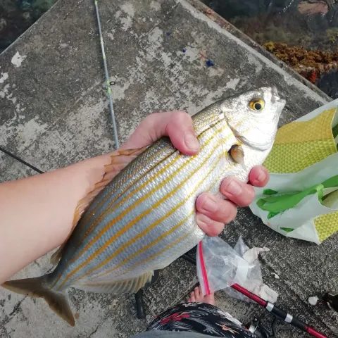 Dorade