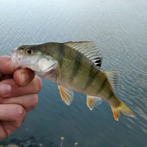 Flussbarsch