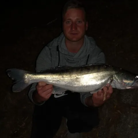 Zander