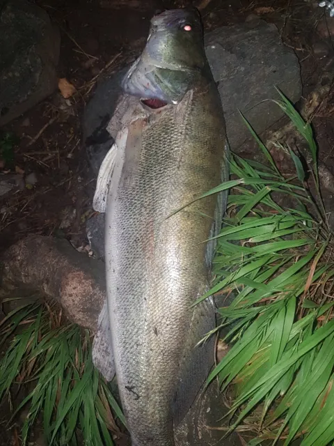 Zander