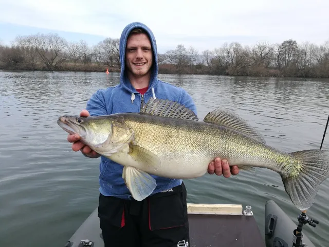 Zander